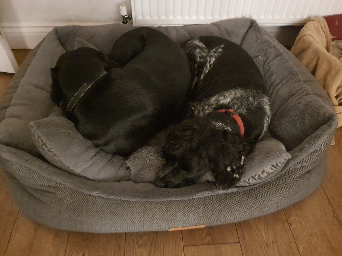 Our first Christmas guest, Otto the lab, has arrived. He brought his own bed and Tippit appears rather partial to it....