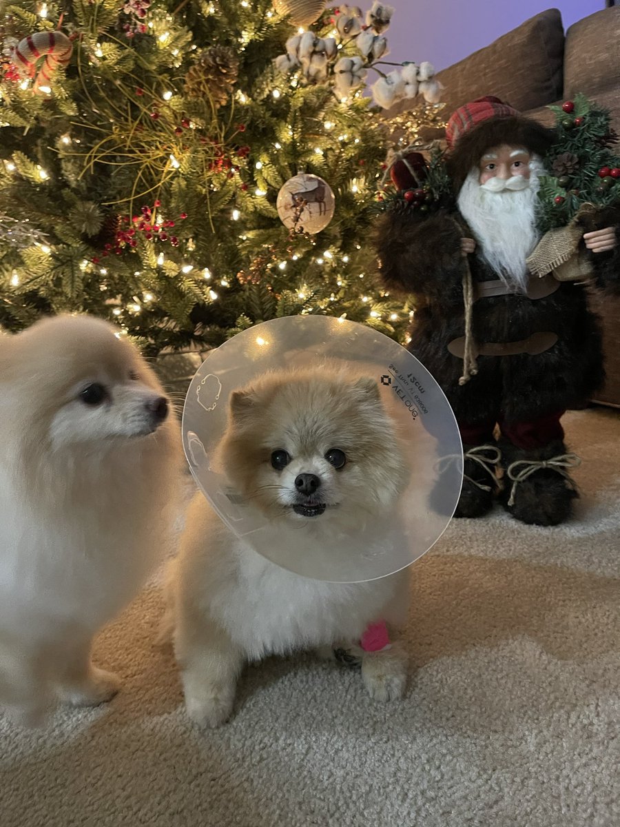 Passando pra avisar que foi tudo bem com a cirurgia do Tuntum. Obrigada pelas energias positivas que vcs mandaram.❤️👊🏼 Vcs são d+.