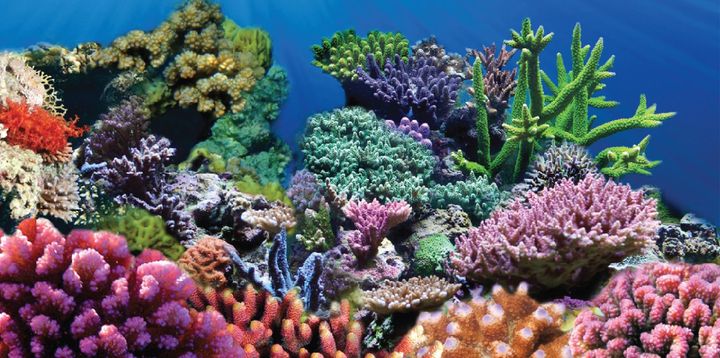 AW_SanDiego's tweet photo. Looking for some Holiday Gift Ideas? We've got you covered at Aquatic Warehouse. Click the link to be inspired: https://t.co/qQFL7FZKwQ
.
.
#aquaticwarehouse #fish #aquariums #holidayshopping #sandiego #fishtank #aquariumhobby #plantedtanks #saltwatertanks #freshwatertanks https://t.co/3V6bZ1FBBe