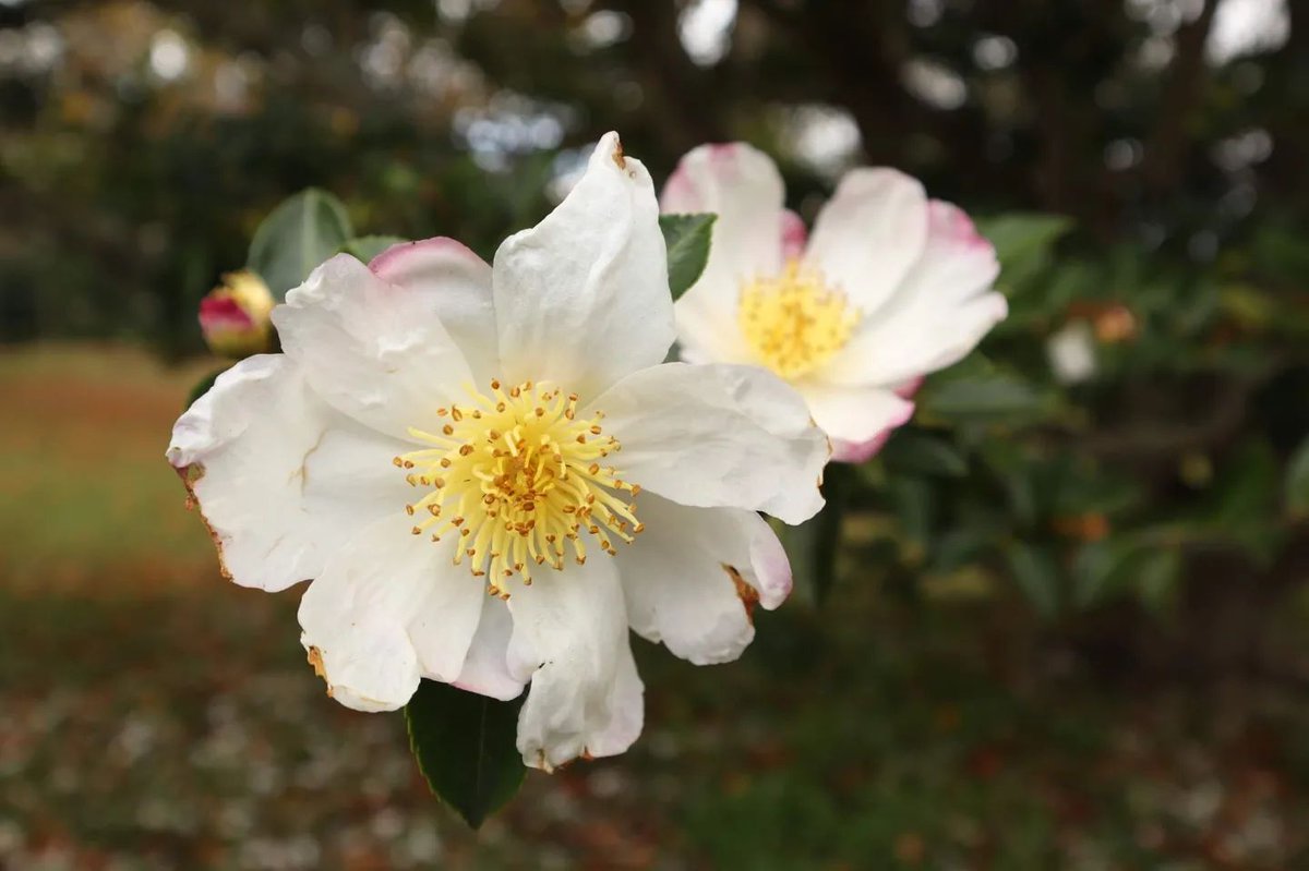 I'm always on the look out for good #camellias, like this one. They need to be floriferous but also to drop their fading blooms. Unfortunately there was no label on this bush in #Palheiro Gardens on #Madeira