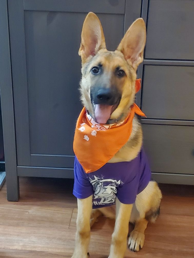 pamela_hayhurst's tweet photo. Cutest little thunderbirds fan is game ready #thunderdog #LookWhatMyMommyMadeMeDo #GoBirdsGo @HFXThunderbirds https://t.co/dbS9wCnT2T