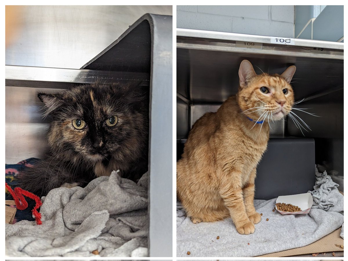 superkelvis's tweet photo. @JortsTheCat Check out this incredible merch available in Chicago at @AntiCruelty . Bring home your very own Jean and Jorts just in time for Christmas! All adoption fees are waived through the end of the year, so come get this amazing bonded pair! https://t.co/819txhqS9e