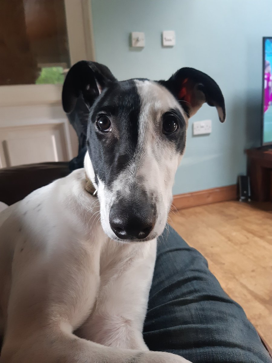 #rescuedontbuy #lurcher only 5 months,  gonna be a big one 😁💪