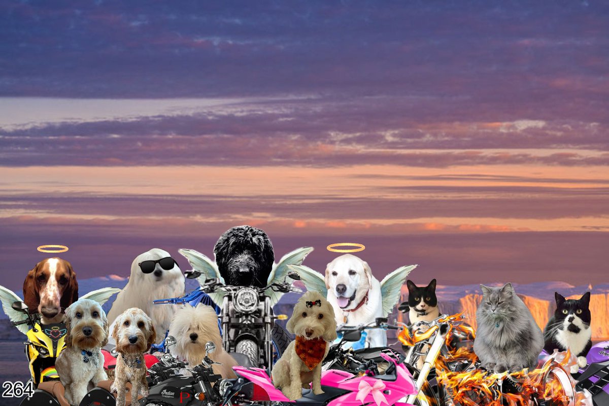 <a href="/SophieMolly20/">Sophie🐈 Molly🐈 & RIP Boo🐈</a> <a href="/InfluencerBryan/">@Bryan 💜 Tinks</a> <a href="/MewsForCats/">The Daily Mews From Iceland</a> <a href="/gucci_pooh/">GucciPooh🎀🐾</a> <a href="/HarveyMagee1/">Sandy🇨🇦</a> it is such a pleasure for #theruffriderz team <a href="/OscartheDog_ARM/">Oscar the Dog #ONEFORALL</a> <a href="/LJ_doodle/">Angel LJ O’Doodlebug 🏍🌈 💔Ronda</a> <a href="/basset_bella/">Angel Bella 💔🌈🐾🐶</a> <a href="/HowlinHarly/">Harly Howls</a> <a href="/ODoodles1/">ApprenticeBovverBoyyos🏍🏍</a> to welcome you to your first ride! 264 🇬🇱