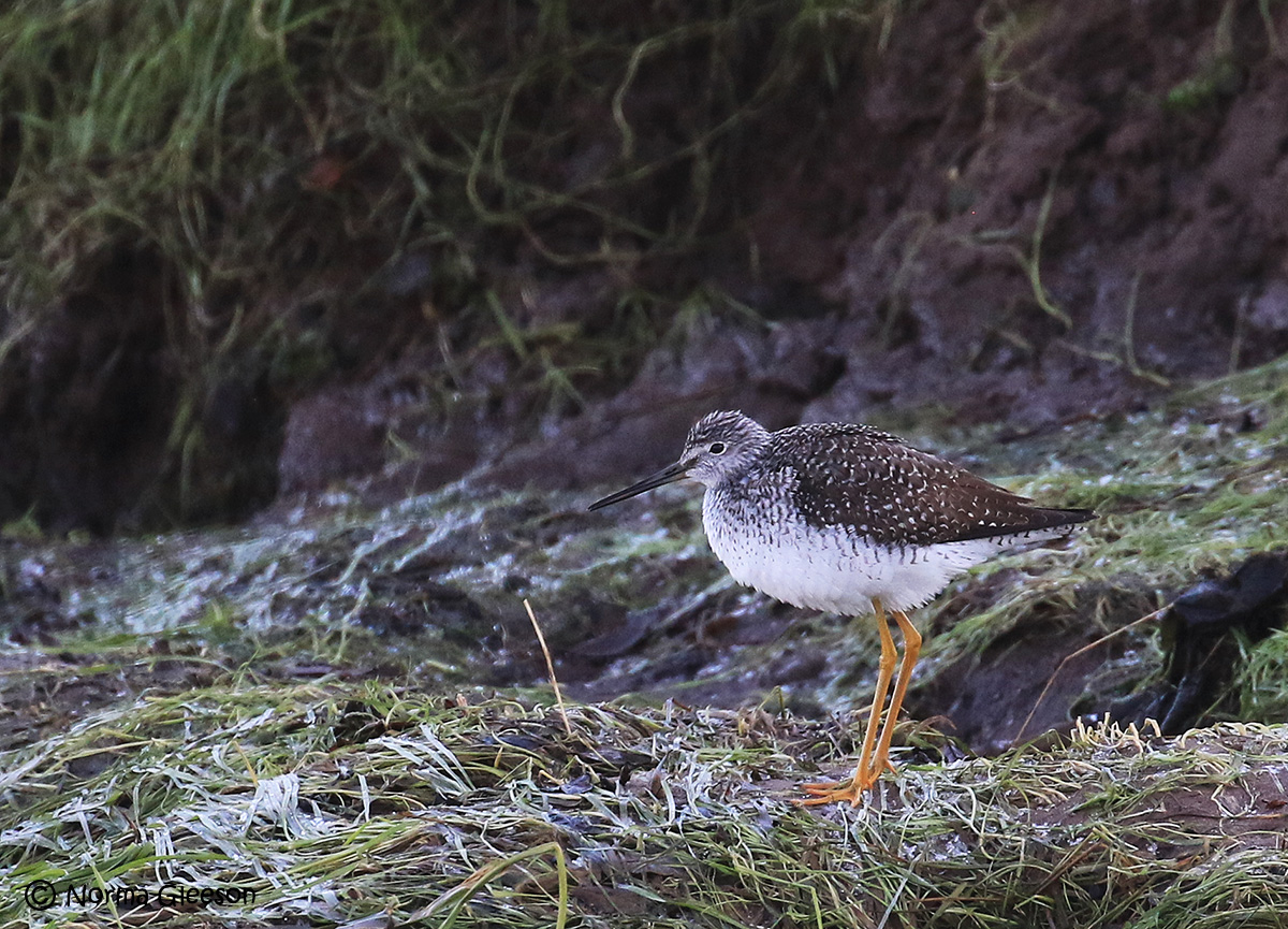 Norma Gleeson tweet media