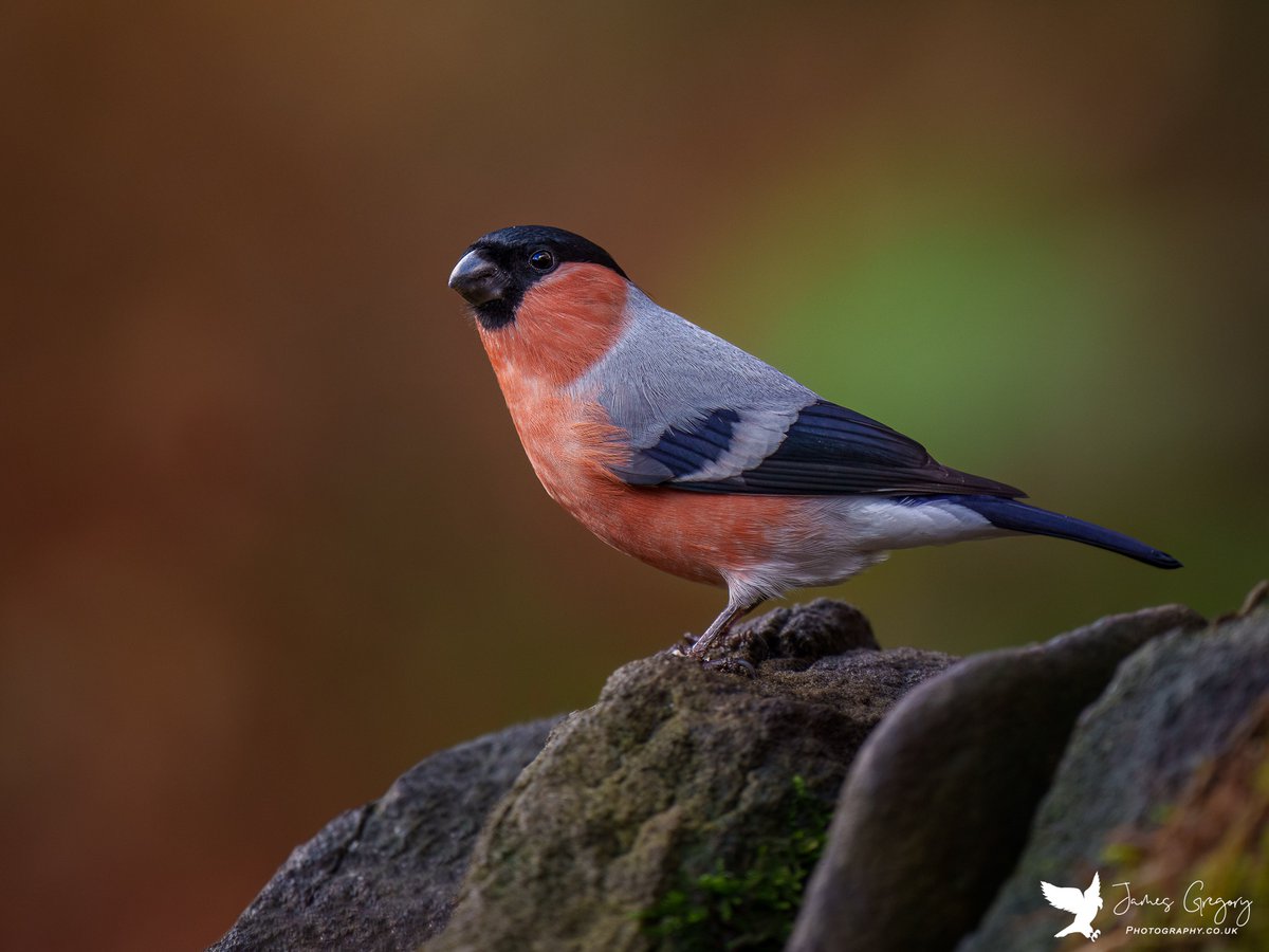 Bullfinch
(Durham Uk)

#bullfinch #woodlandbirds #gardenbirds #birdsseenin2022 #birdwatching #rspb #ukbirds #naturelovers #Springwatch #BBCCountryfileMagPOTD #BBCWildlifePOTD #TwitterNatureCommunity 
@Natures_Voice @SonyAlphaShots