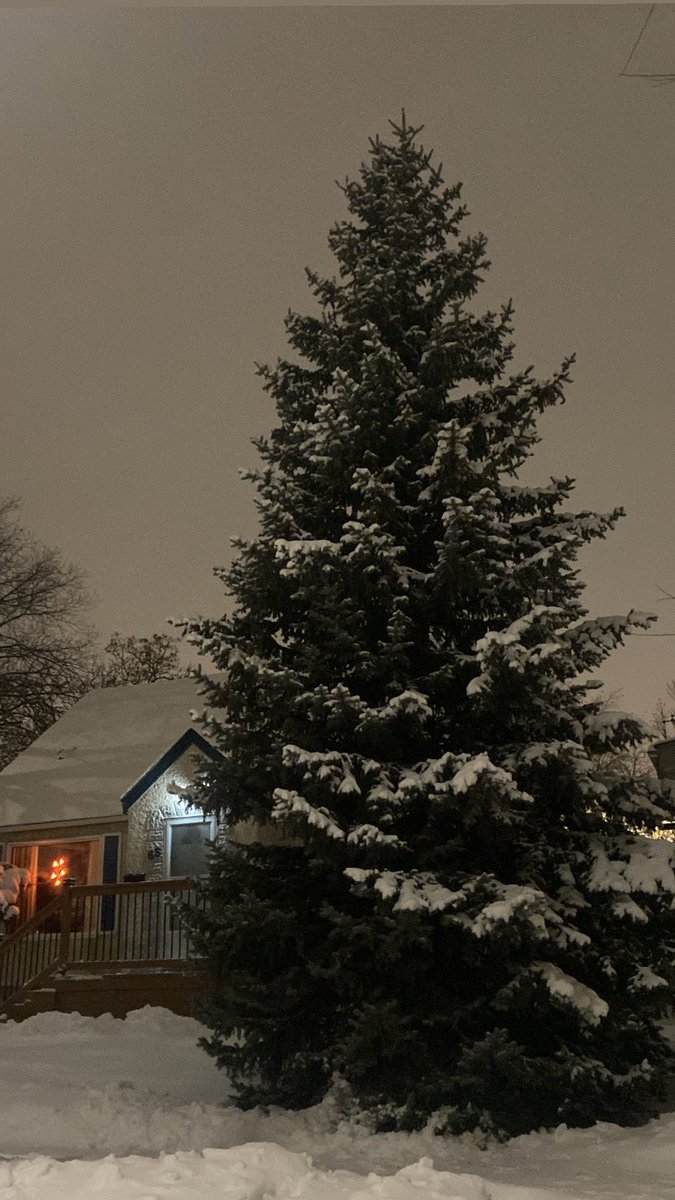 My neighbour’s tree… standing tall and majestic and so lovely up close after a snowfall 🎄☃️💕❄️