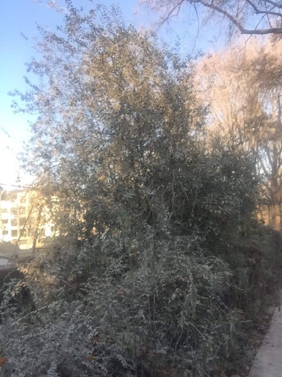 alexander_gptw's tweet image. Ist das wohl Frost oder Abbruchstaub, was denkt Ihr? 

#köln #ehrenfeld #dezember