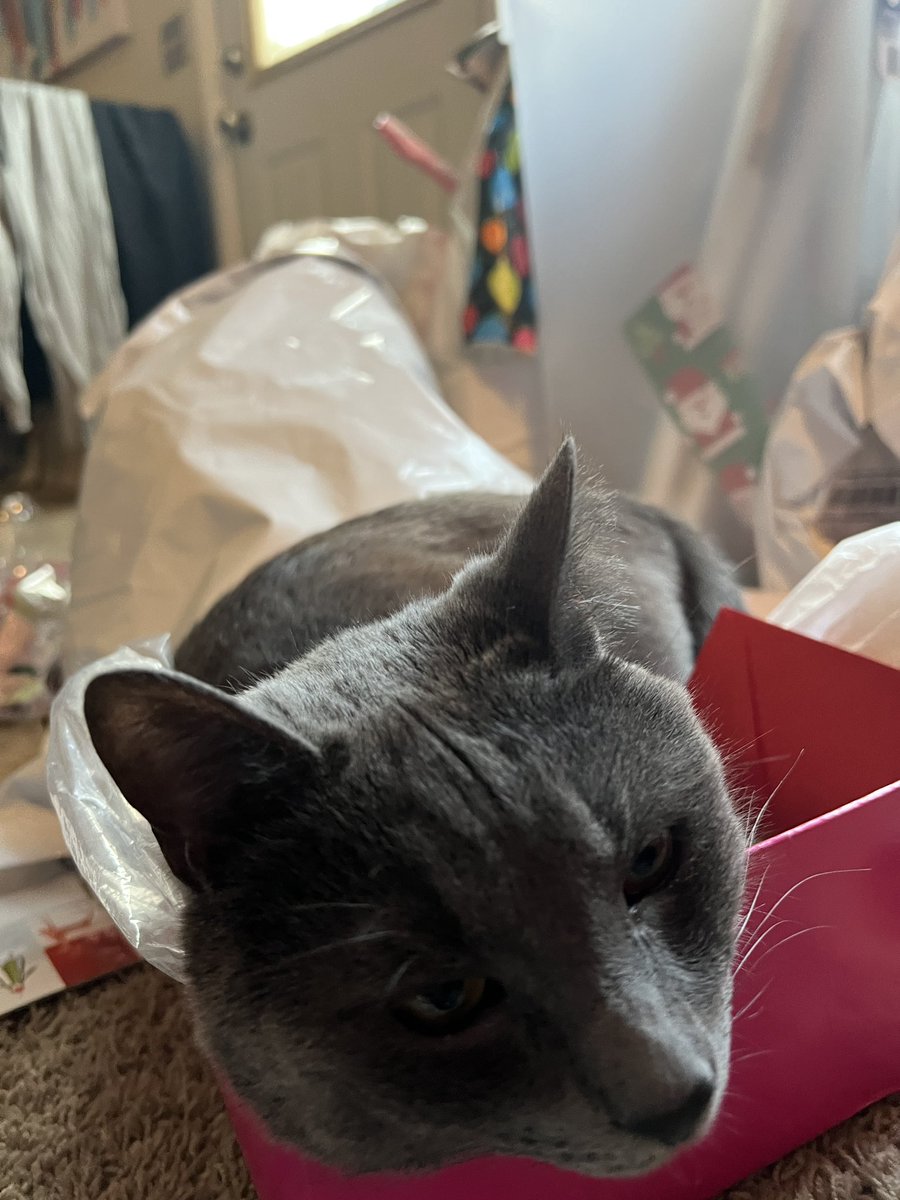 EmilyGWherle's tweet photo. Santa’s helper is about to fall asleep in the box that holds the gift tags. 🤦‍♀️ #Caturday https://t.co/noM8QBIWLB
