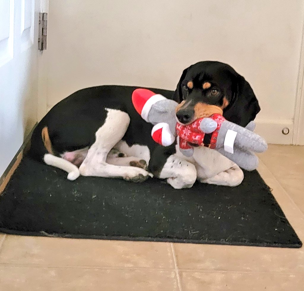 beagles_d's tweet photo. #RIPMonkey #DozerTheBeagle #dogsoftwitter
#beaglefacts #BeagleLife #beaglesoftwitter 
How it started.      How it's going. https://t.co/edRhlyWTvJ