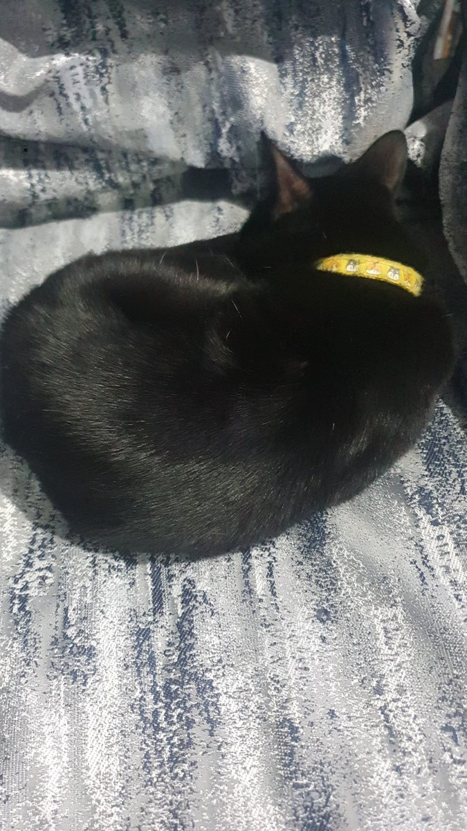 Rojito◇ tweet media