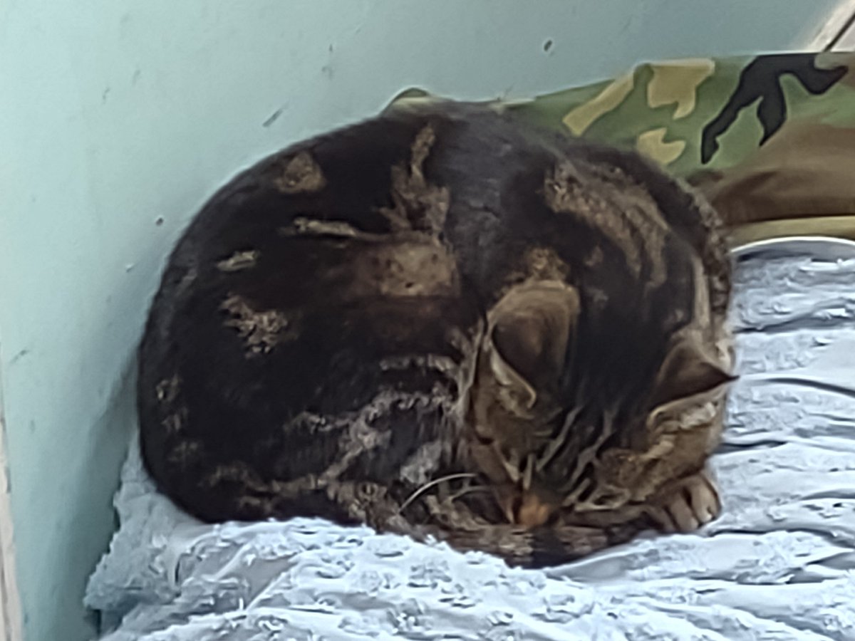 LordBoozeKitty's tweet photo. Things to always take seriously:
1) Food
2) Naps
3) Yourself

Sometimes I take mommy lap snuggles seriously too. A big pile of blankets is pretty nice though.

#CatsOfTwitter #cats https://t.co/KR6MUAuFrX