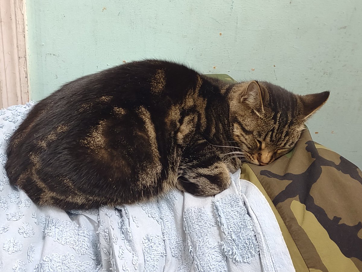 LordBoozeKitty's tweet photo. Things to always take seriously:
1) Food
2) Naps
3) Yourself

Sometimes I take mommy lap snuggles seriously too. A big pile of blankets is pretty nice though.

#CatsOfTwitter #cats https://t.co/KR6MUAuFrX