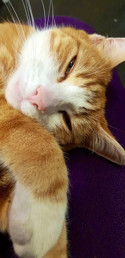 Night night sweet dreamies 

Your heart is bigger than your mood. Don't let one bad day change who you are and how you treat people. 

#cats #cats #Cat #CatsOnTwitter #CatsofTwitter