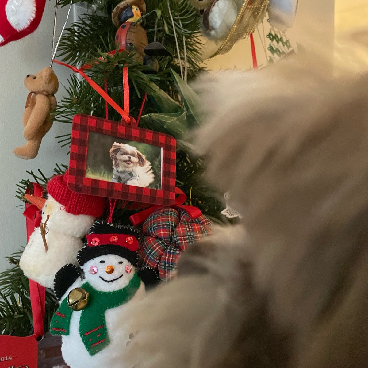 Me looking at Grannie’s new ornament which is also me. #christmastreeornament #ornament #treeornament #ChristmasOrnament #dogphotos