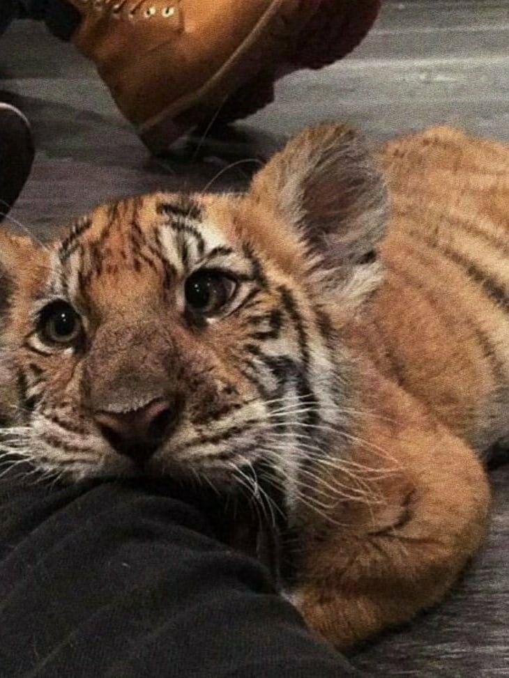 confessem que minha forma animago tigre é muito fofa