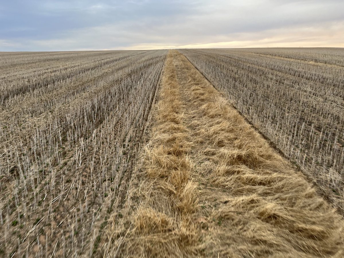 lubin_stringer's tweet image. Crop competition still #1 in fight against ryegrass