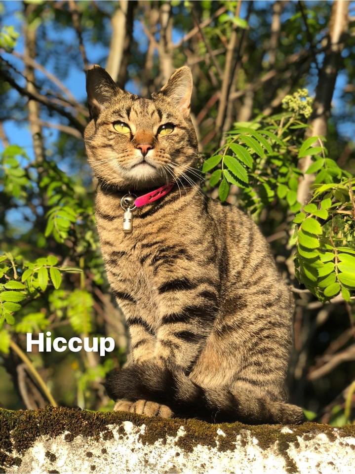 Viljiði sem búið í Garðinum/Suðurnesjum hafa augun opin fyrir kisunum mínum sem eru týndar úti í þessi skelfilega veðri?🥺❤️