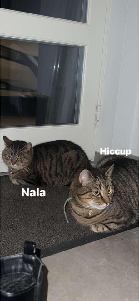 emmaxxkamilla's tweet photo. Viljiði sem búið í Garðinum/Suðurnesjum hafa augun opin fyrir kisunum mínum sem eru týndar úti í þessi skelfilega veðri?🥺❤️ https://t.co/D7FWnpu2VW