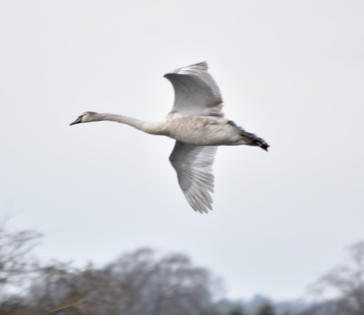 Bytheriverside3's tweet photo. Flight of the swan
#swan #flyingswan #banbury https://t.co/S4mKG21218