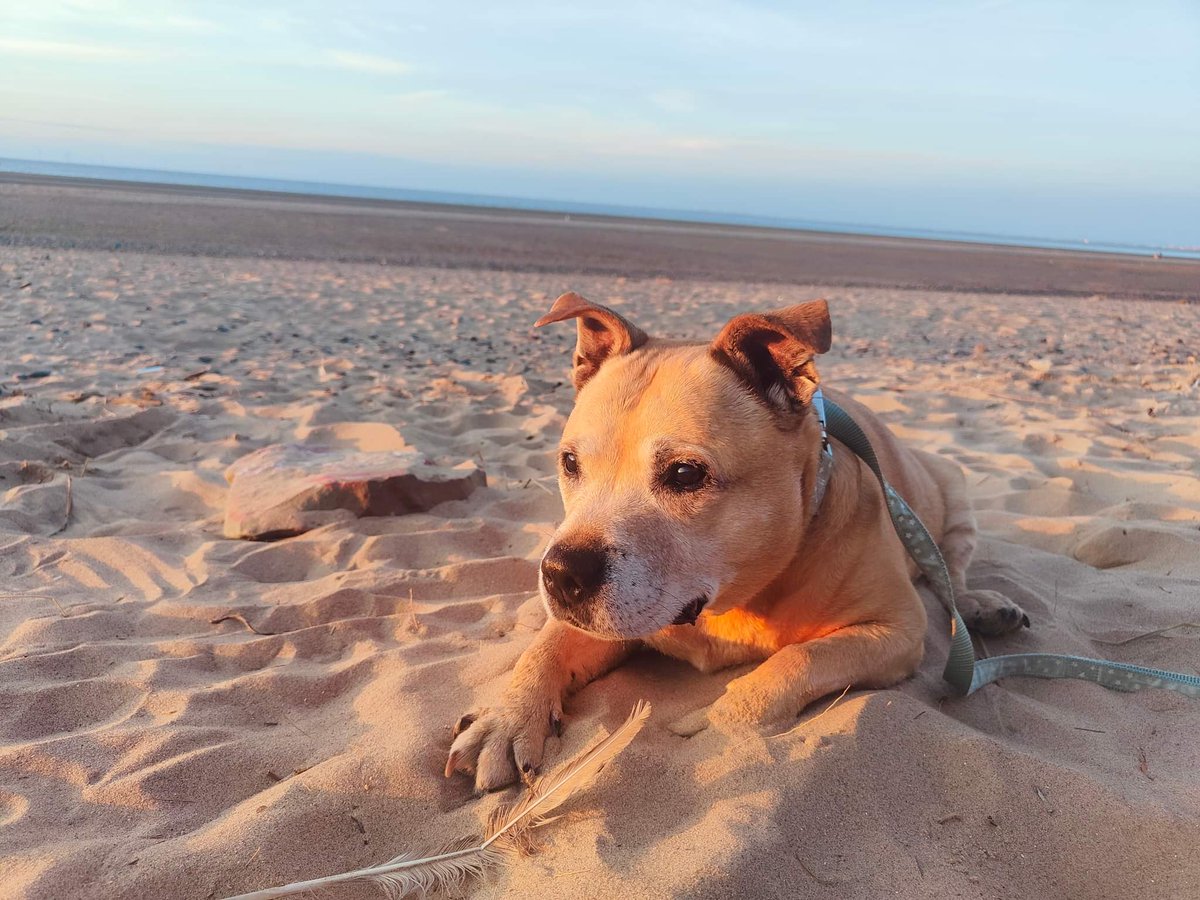 Funksta6's tweet photo. Me and my shadow (Roxy) 🫶🫶 In my life now for 19 years 🙏💜💛❤️ #dogforlife #mansbestfriend https://t.co/vUTC5kcr0L