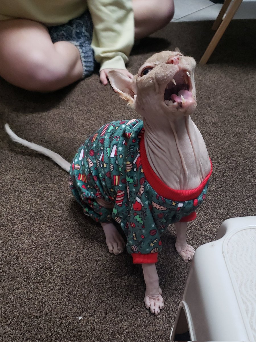 PEEWEE AKA BURGER 🧡 tweet media