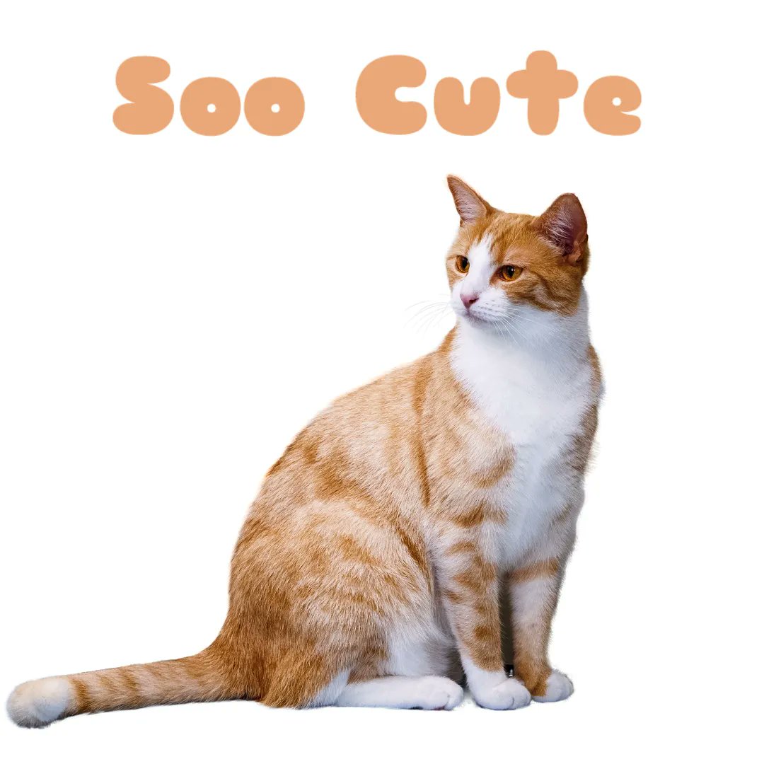 SooCuteNews's tweet photo. #soocute #cats #welovecats #furbabies https://t.co/agl6ccXIal