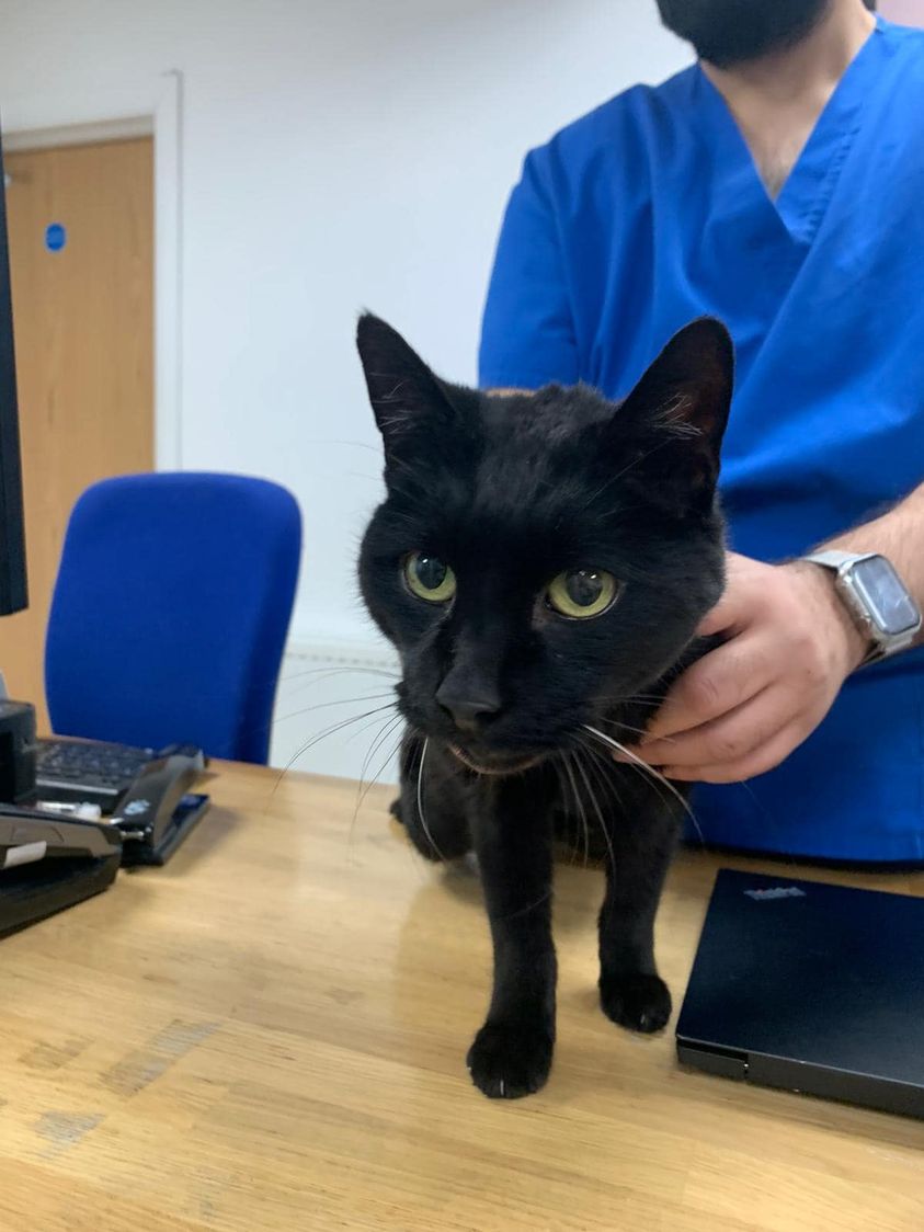 The_Animal_Team's tweet image. This beautiful #cat was #found out in the snow by #PowisSquare #NottingHill. Not chipped so owners unable to be chipped. facebook.com/groups/4503431… #Caturday #FoundCat #London #StrayCat