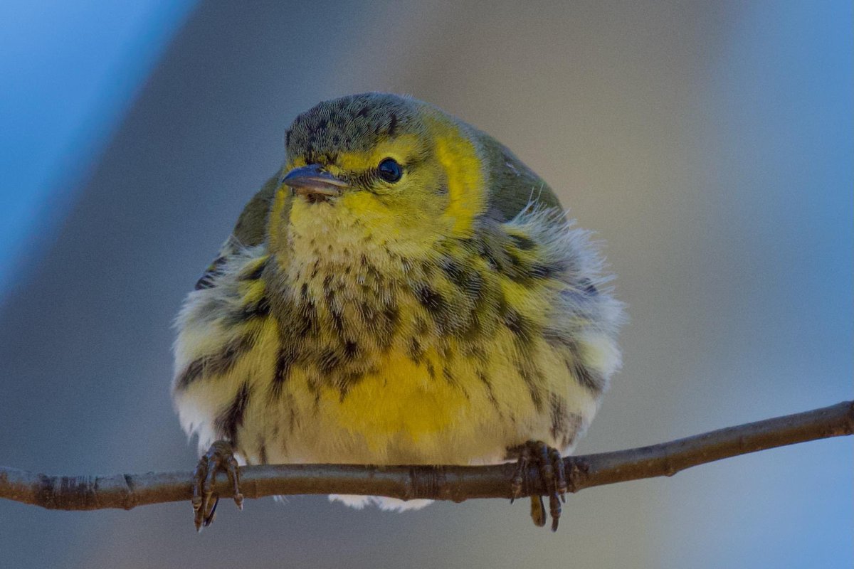 Two more shots from a few days ago of my encounter with a Cape May warbler at Fort Tryon park. #birdcpp #capemaywarbler #warbler #warblers #forttryonpark #forttryonflowerpower #NYC #nycbirds #birdphotography #nikond500
