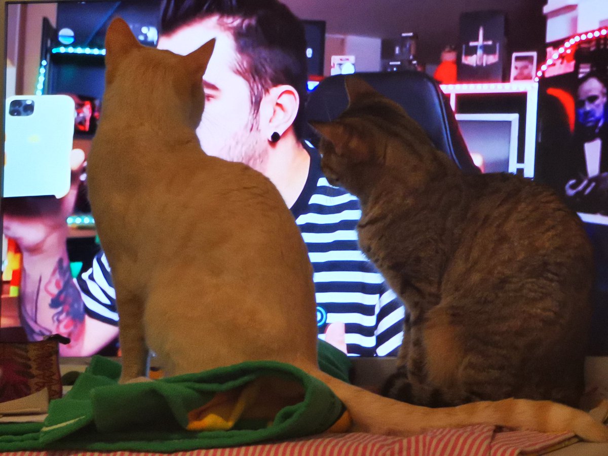 Lydia_3003's tweet photo. @auronplay hipnotizando a mis gatos🐱 https://t.co/zY2akDXRfv
