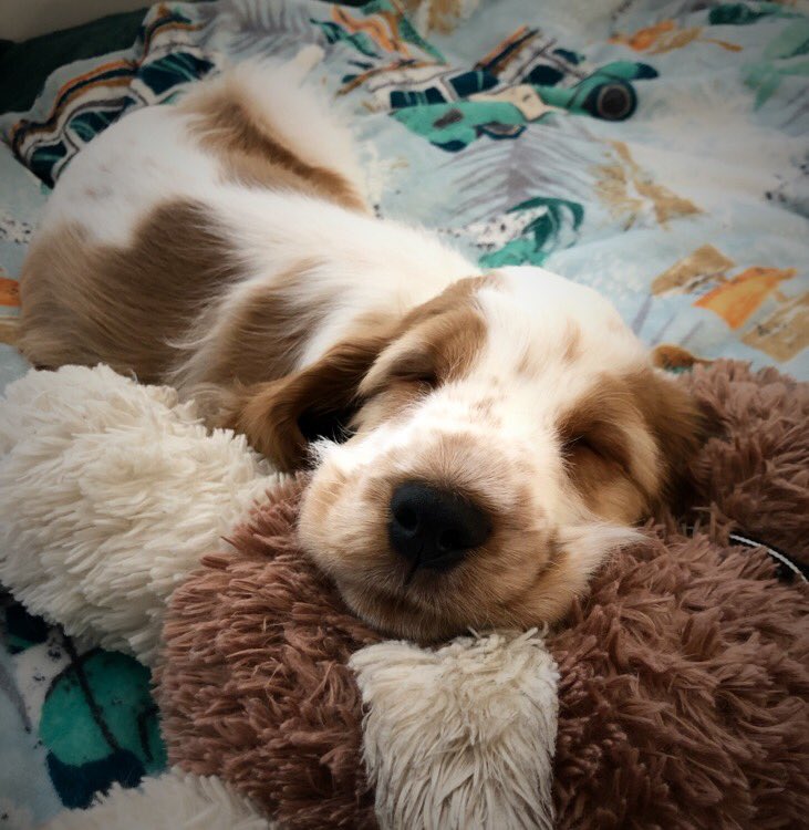 uwdogs's tweet photo. @JoJoFromJerz To JoJo, with boops from Louie xx https://t.co/fRsGtWIcFS