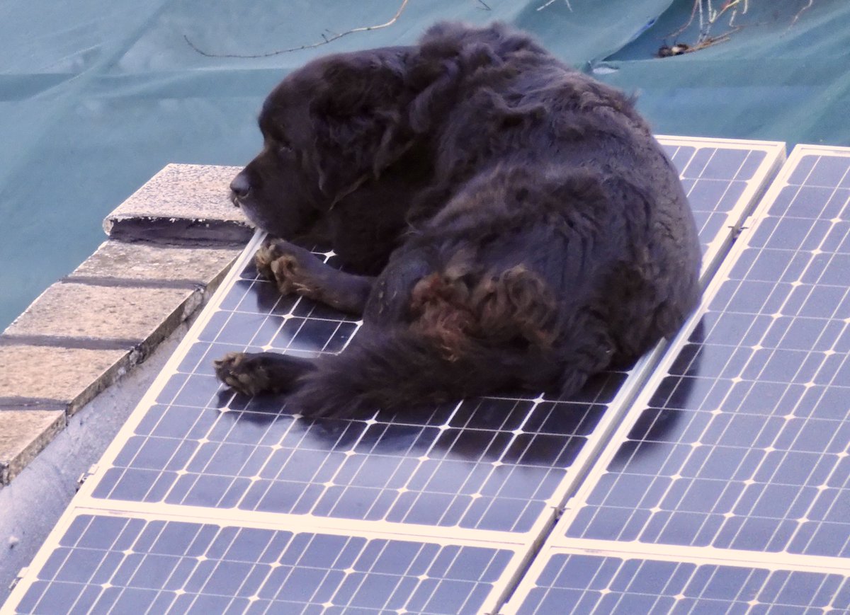 Solar Forward tweet media