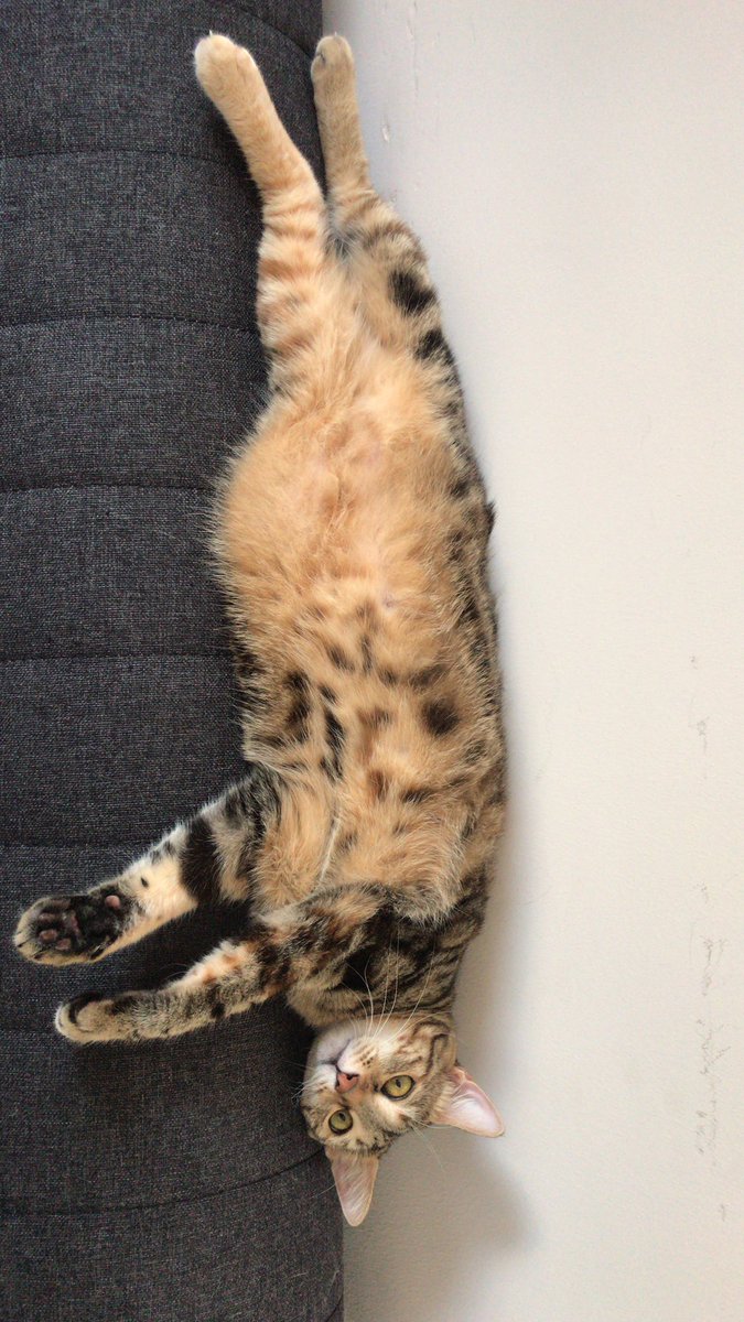 kedom şişmo değil sadece hafif kemikleri iri