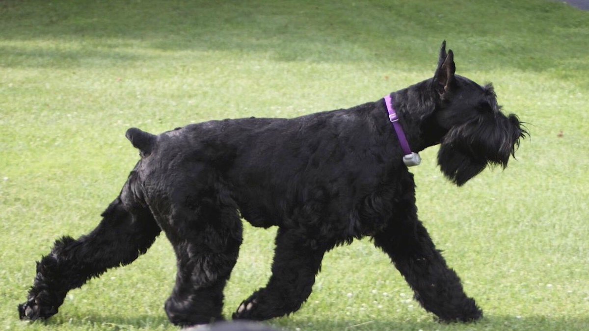 gward07's tweet photo. @JoJoFromJerz Guinevere, giant schnauzer https://t.co/vuI5c6t6LW