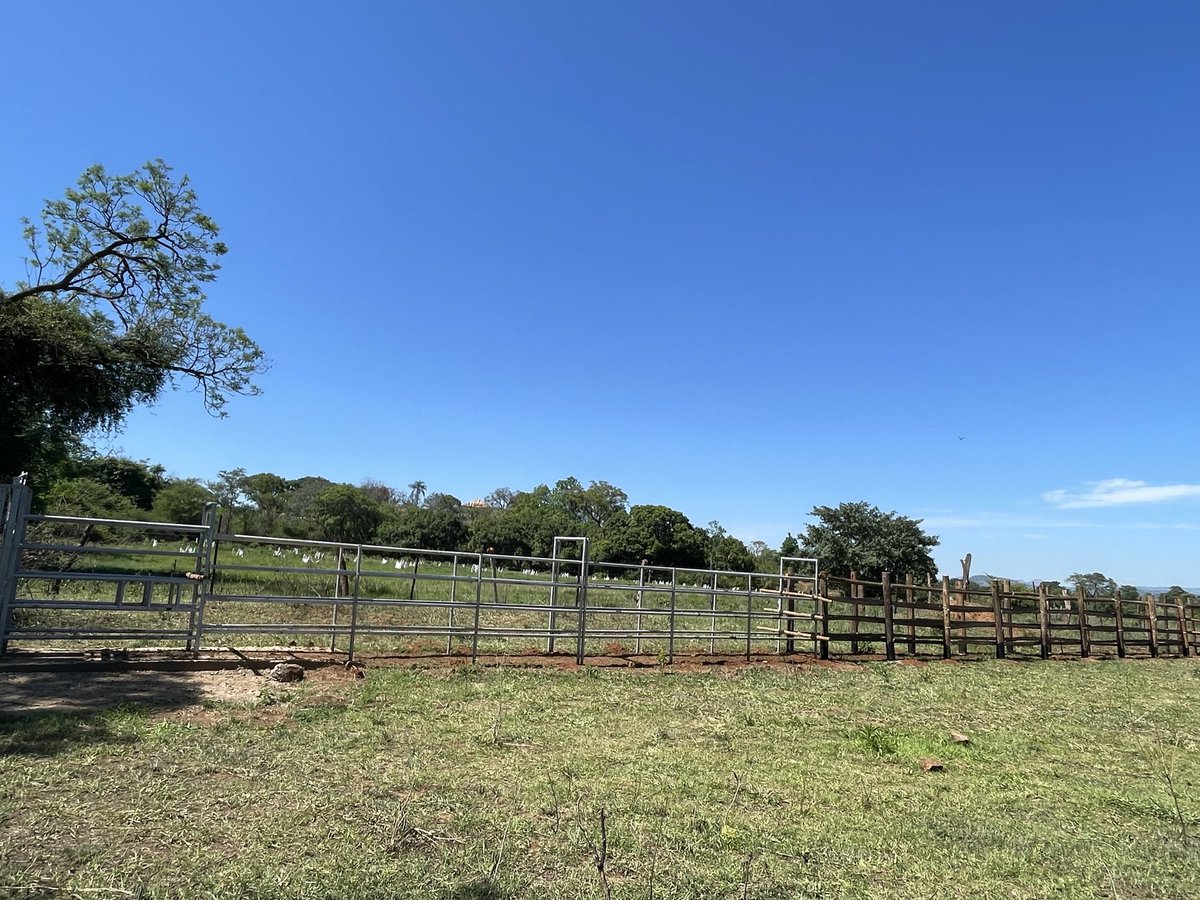 ScrubbsFarm's tweet photo. 1 of 2.   Finally, the neck clamp, race and holding pen project is complete. The race is 45m to accommodate as many animals as possible.  To all our followers, I promised to share the final product and the clamp in action. Thanks to our contractors for completing it on time. https://t.co/S3BHRjtDUB
