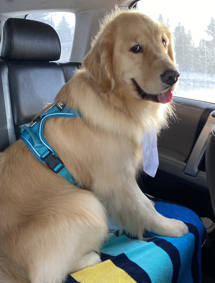 Spa day!! So fluffy soft! ❤️🐾❤️🐾#kayennaspa #yyc #dogsoftwitter