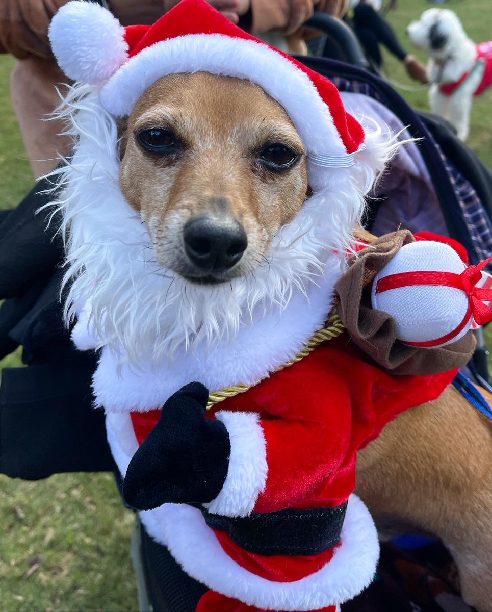 the_am_project's tweet photo. The Dog Guide of San Antonio’s Downtown Dog Market and Santa Paws Parade was the place to be today. Thank you for having our DJs (which are on Santa’s “nice” list) entertain the 4 legged friends 🐶 https://t.co/XFdq7XQFAi