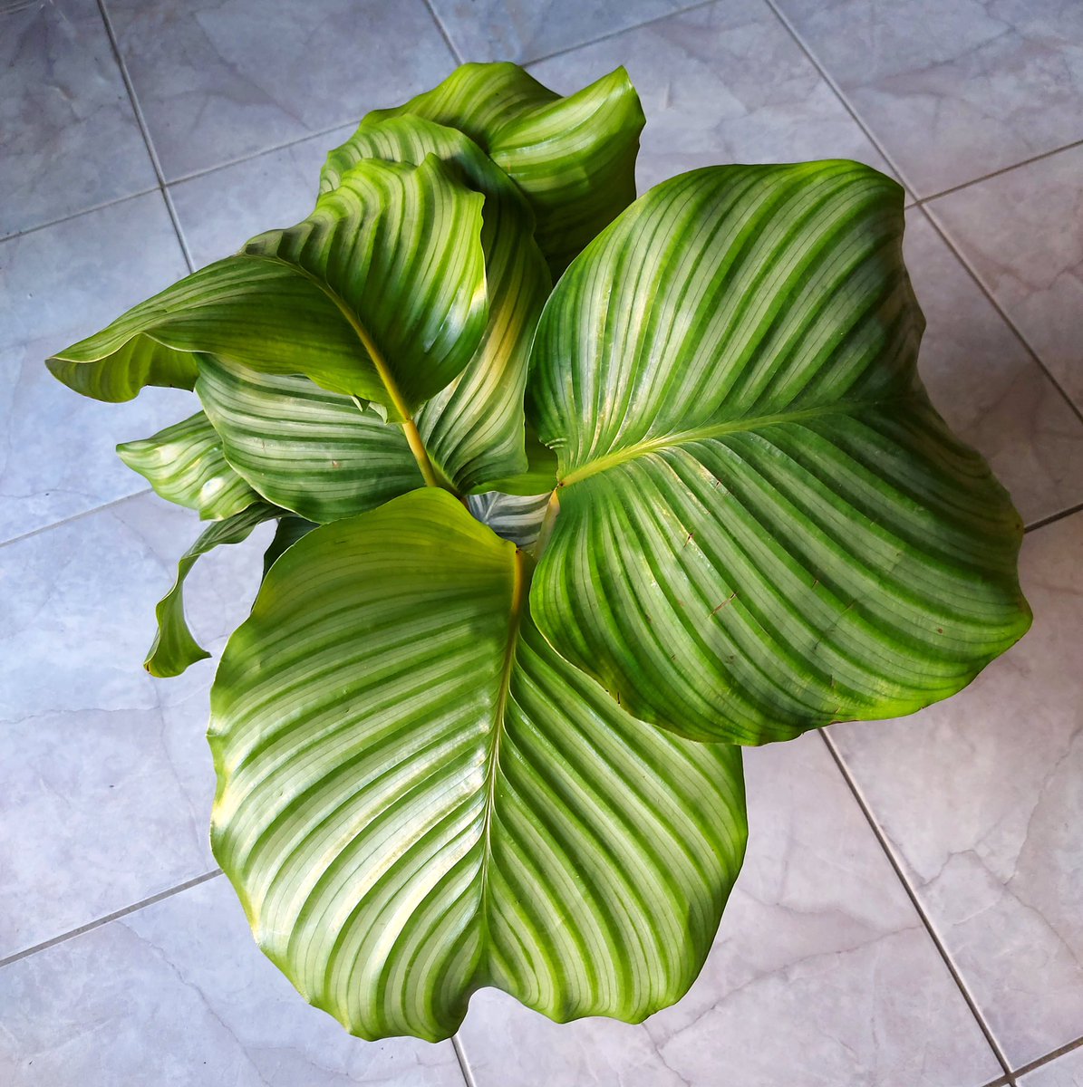 megpanos's tweet photo. Calathea orbifolia or Round-Leaf #greece #attica #plant #plants #calathea #calatheaorbifolia #roundleaf #leaf #leaves https://t.co/fxObha9TMt