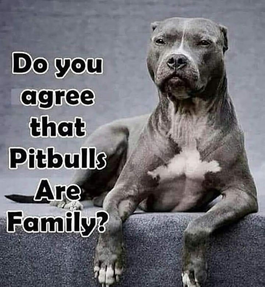 pitbullsad's tweet photo. Pit bulls are family. If you can't treat them as such, then don't get one. #endBSL #AdoptDontShop https://t.co/qrDFJgm5F8
