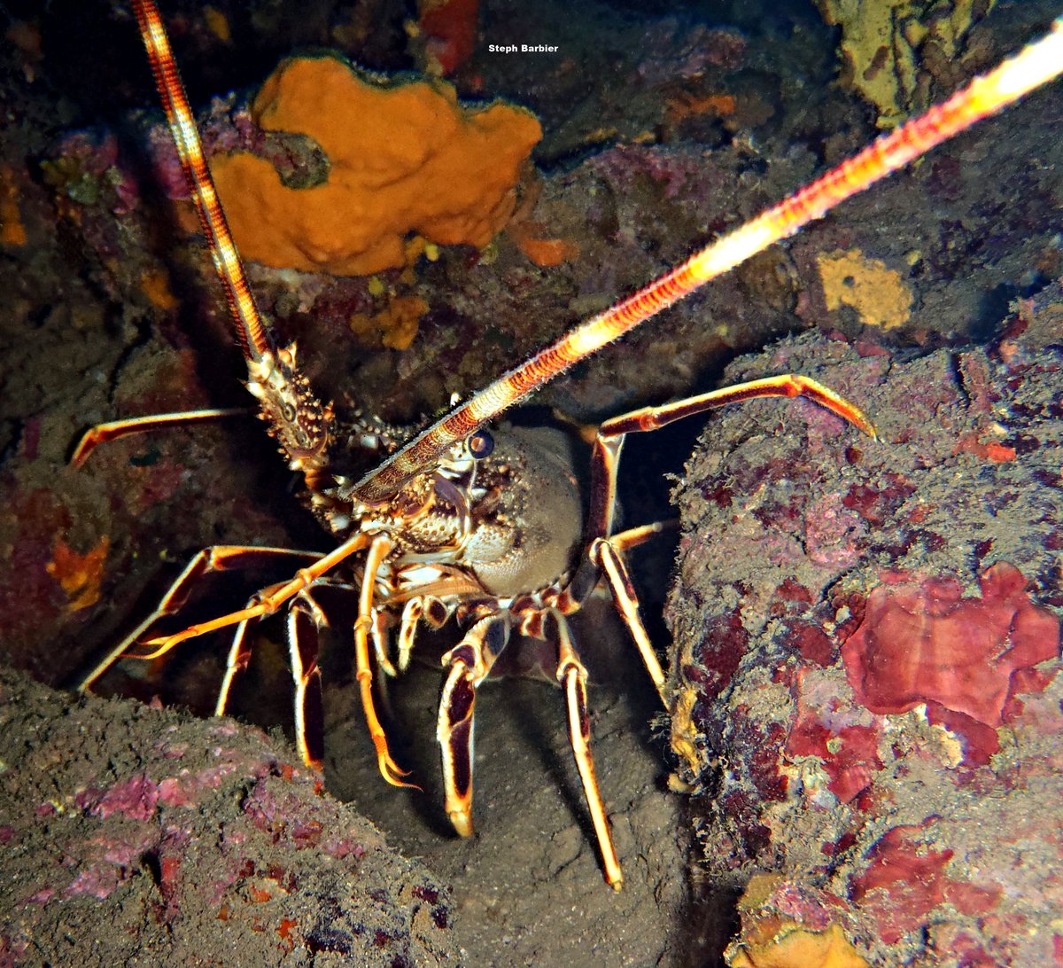 Steph_Barbier_'s tweet photo. 💦S'cuB'a Diving Time in Mediterranea: spiny Lobster, Moray-eel, largescaled Scorpionfish!
Instants de Plongée en Méditerranée : Langouste rouge; Murène commune, Rascasse rouge ! 😎
Olympus digital camera + housing
French Riviera / Côte d'Azur, Var, France
Summer - Eté
2022
🌊 https://t.co/t8eLleyaQZ