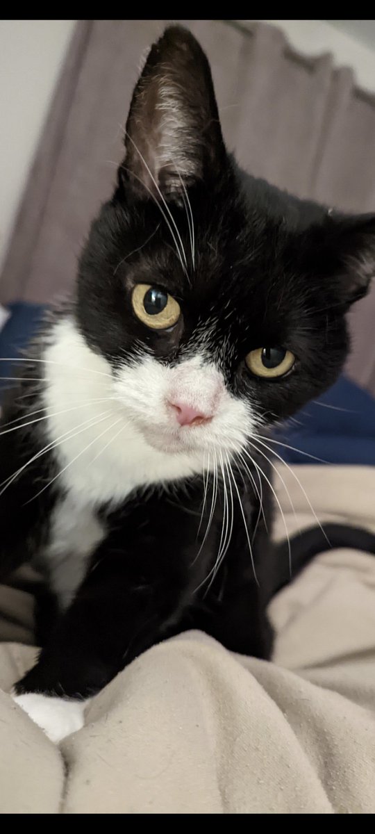 JennaCooper85's tweet photo. @michaelscat2 My beautiful Suzy cat ❤️ https://t.co/AQ4TfFOVr4