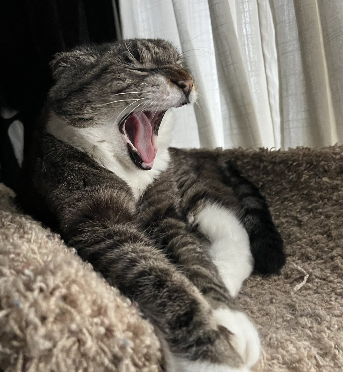 me_longworth's tweet photo. “I said GRAB the go bag! Not climb in it! We’re ditching this bird! On to Post!” #Caturday #CatsOfPost #ElonIsAControlFreakFascist https://t.co/drbULVV353