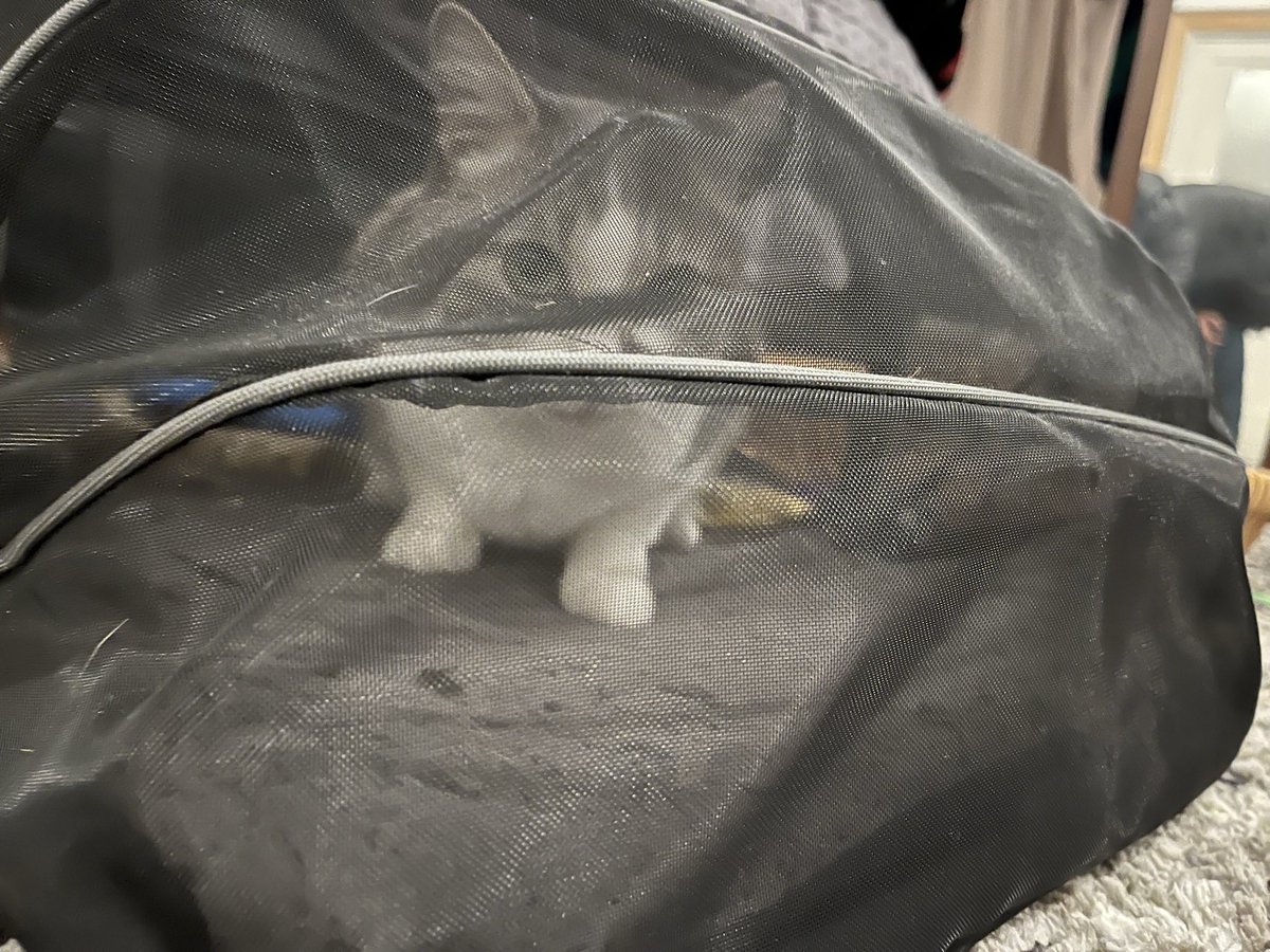 me_longworth's tweet photo. “I said GRAB the go bag! Not climb in it! We’re ditching this bird! On to Post!” #Caturday #CatsOfPost #ElonIsAControlFreakFascist https://t.co/drbULVV353
