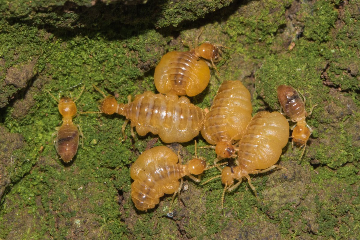 Ergatoid queens and workers of Nasutitermes aquilinus. Between 2017-2019, we investigated the genetic structure of N. aquilinus and the differentiation of secondary breeders as a reproductive strategy (doi.org/10.1111/1744-7…)