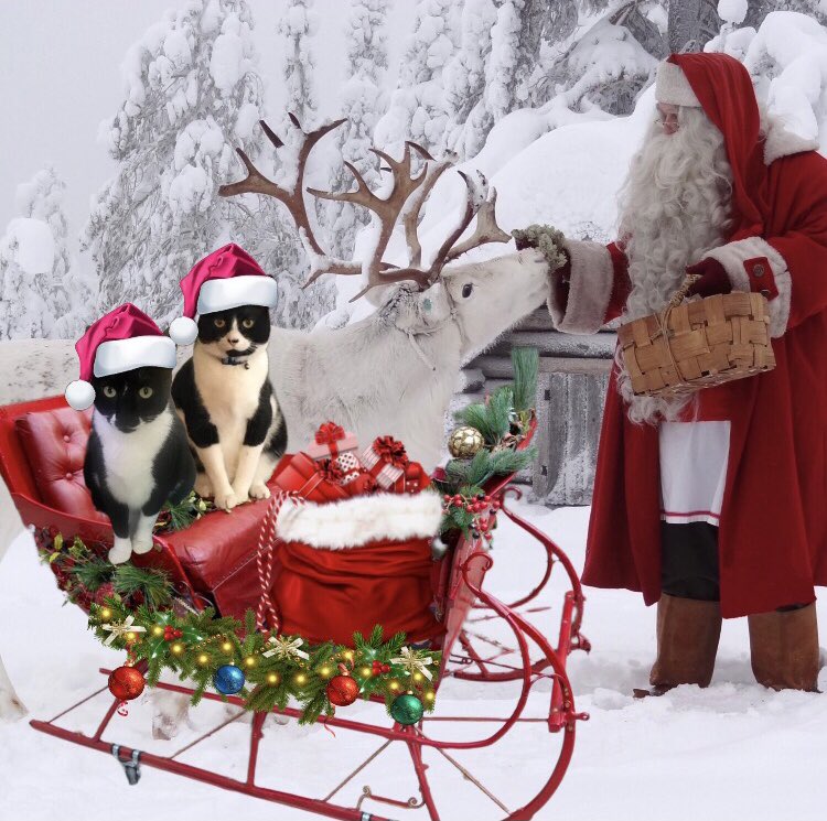 SophieMolly20's tweet photo. @theruffriderz @InfluencerBryan @MewsForCats @gucci_pooh @HarveyMagee1 @OscartheDog_ARM @LJ_doodle @basset_bella @HowlinHarly @ODoodles1 Tank fur welcoming uz Sophie &amp; Molly. Sophie tinks shez 👀 pretty on herz 🏍 but dat other tuxie~dat NOT Molly! 😹 Sophie wez thrilled but now shez 🤔 where IZ Molly? 🙀 Iz shez getting treats Sophie iz missing out on? #theruffriderz made😻pics w Sophie &amp; Molly B4 ride 4 them 😻 https://t.co/PYs0s2ZS5b