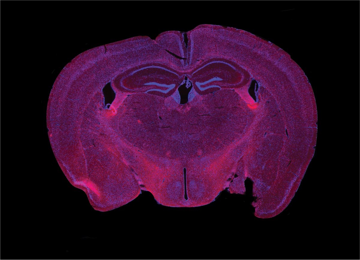 Bergthalerlab's tweet photo. Open position for Master thesis -thanks for RT
#immunology #infection #immunometabolism #microbiome #neuroscience

Exciting cross-disciplinary 1y Master project available in the Bergthaler Lab at @MedUni_Wien in #Vienna. More details can be found here https://t.co/cxH7qK1Kbt https://t.co/X9ojz85UIO