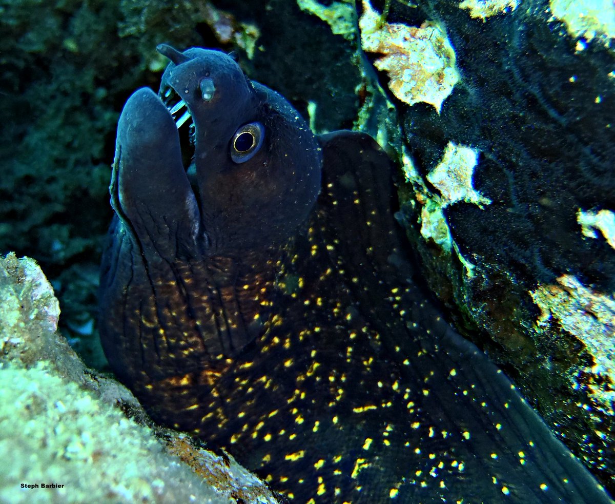 Steph_Barbier_'s tweet photo. 💦S'cuB'a Diving Time in Mediterranea: spiny Lobster, Moray-eel, largescaled Scorpionfish!
Instants de Plongée en Méditerranée : Langouste rouge; Murène commune, Rascasse rouge ! 😎
Olympus digital camera + housing
French Riviera / Côte d'Azur, Var, France
Summer - Eté
2022
🌊 https://t.co/t8eLleyaQZ