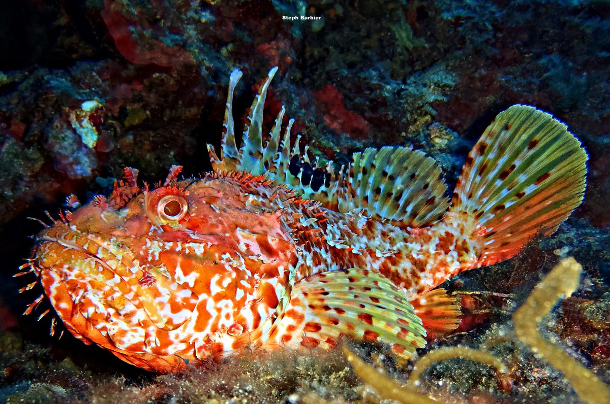 💦S'cuB'a Diving Time in Mediterranea: spiny Lobster, Moray-eel, largescaled Scorpionfish!
Instants de Plongée en Méditerranée : Langouste rouge; Murène commune, Rascasse rouge ! 😎
Olympus digital camera + housing
French Riviera / Côte d'Azur, Var, France
Summer - Eté
2022
🌊