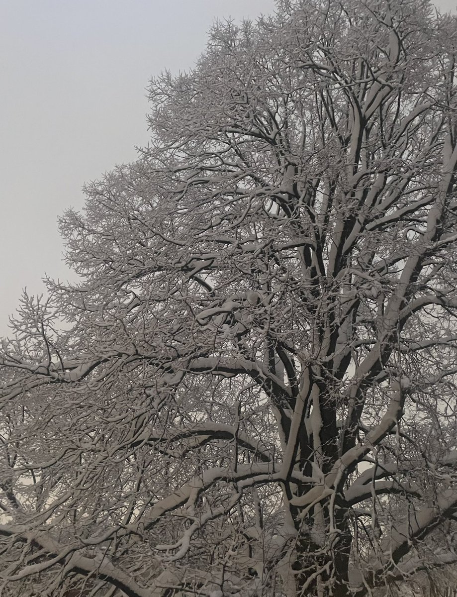 Moxy70's tweet photo. Beautiful Canada 🇨🇦 First #Snowfall #Winter #WinterWonderland https://t.co/xF36kO7JGe