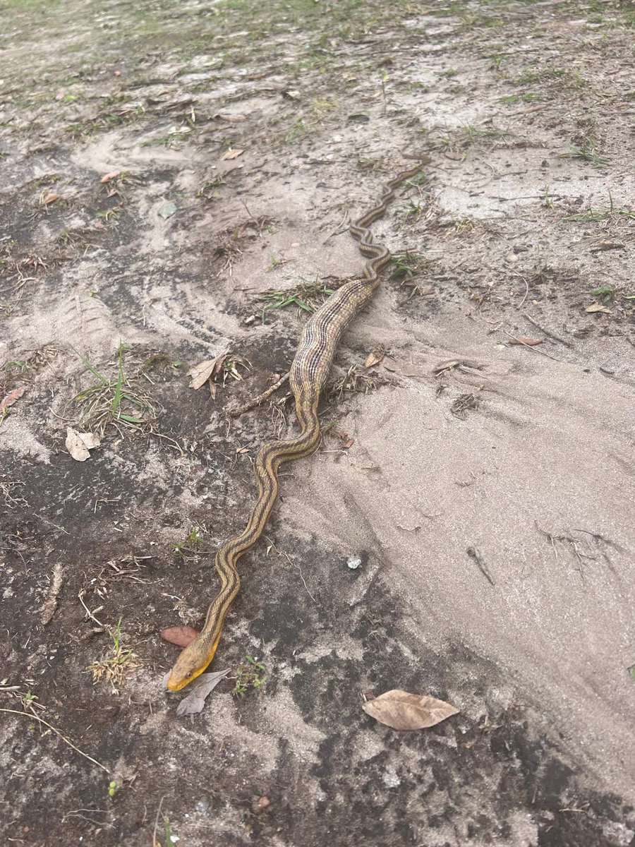 HYKER3D's tweet photo. Fat snake seen just now in front of Land Of Id art studio, Myakka City.  Is it pregnant or did it eat a lot? https://t.co/Le7sa4jkGQ